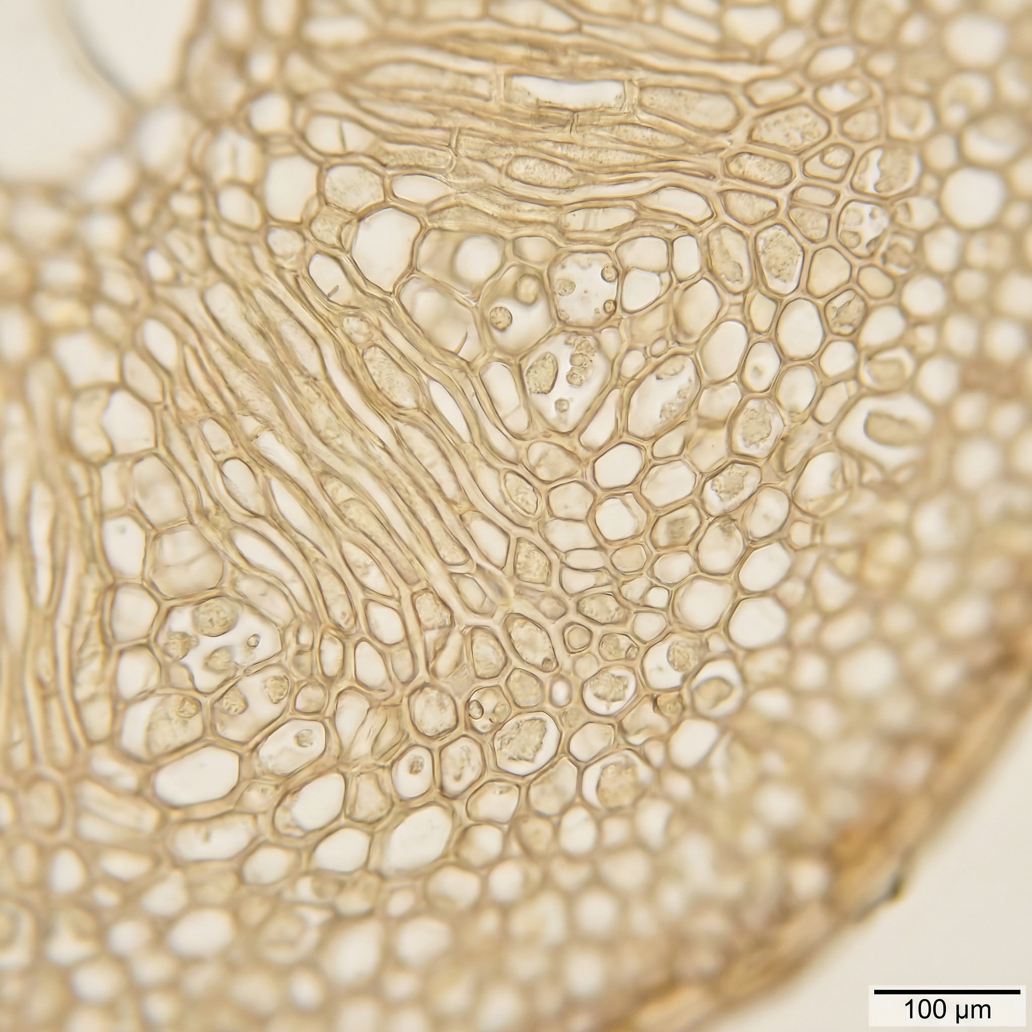 Polisakkarit Yapısı